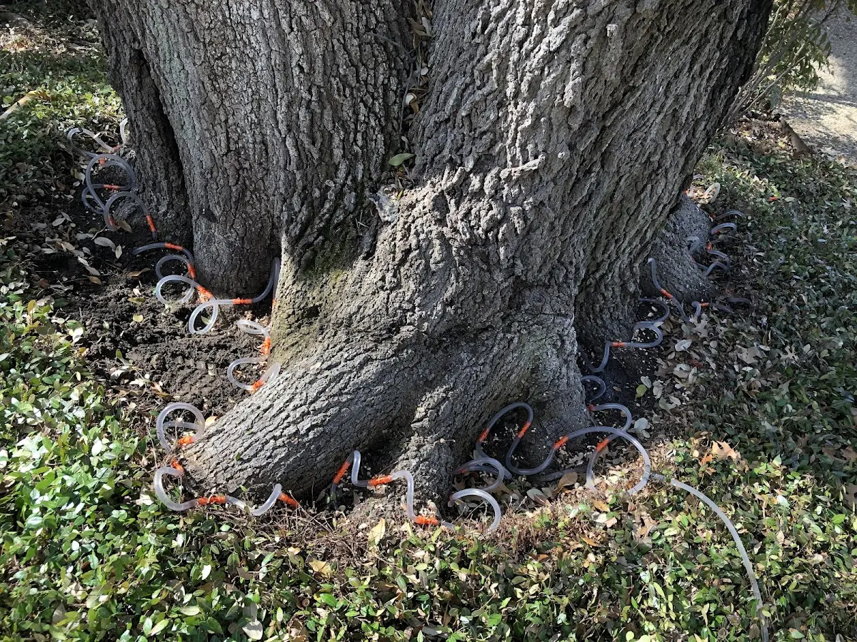 Detailed Tree Cabling and Bracing job site in Purdum